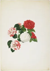 Almindelige kameliaer (Camellia japonica) (wc og grafit på papir)